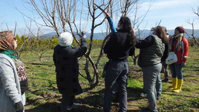 Balıkesir’de Kınalı Eller Meyve Ağaçlarında Budama Yaptı