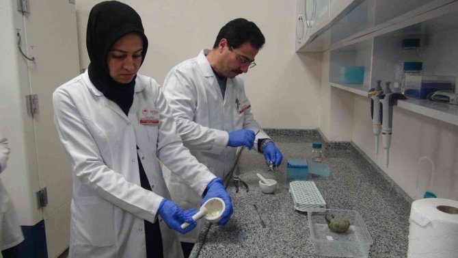 Patatesin Parmak İzi Çıkarılıyor