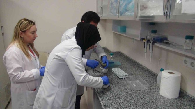 Patatesin Parmak İzi Çıkarılıyor