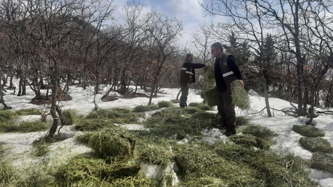 Tunceli’de Yaban Hayvanları İçin Doğaya Yem Bırakıldı