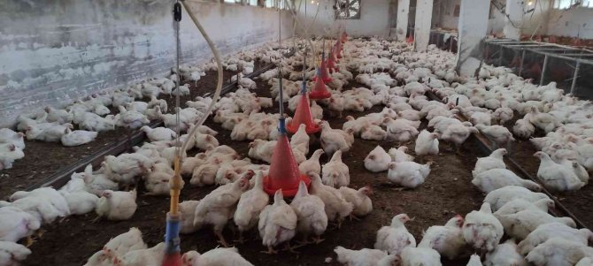 Üniversiteli Köy Tavukları