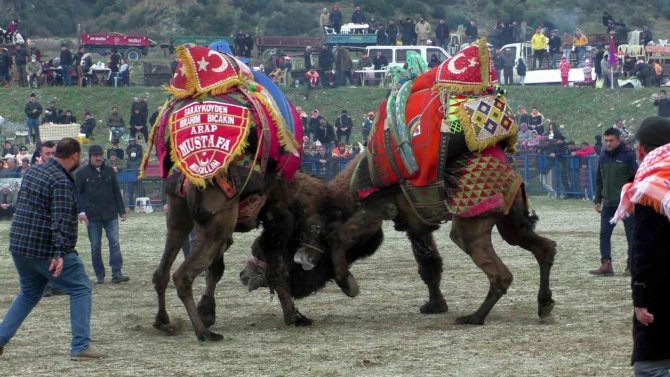 Köşk Belediye Başkanı Güler Vatandaşları Deve Güreşlerine Davet Etti