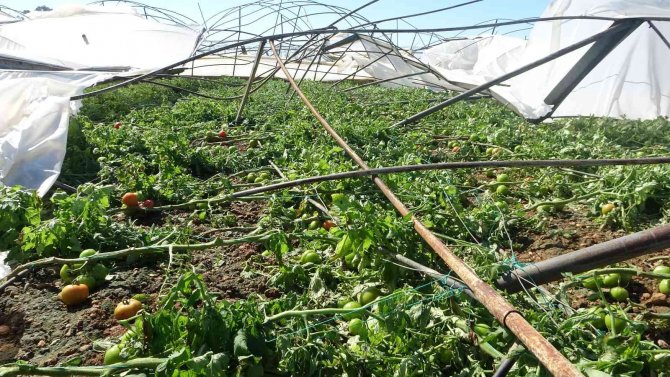 Antalya’da 10 Saniyelik Hortum Domates Serasını Yerle Bir Etti