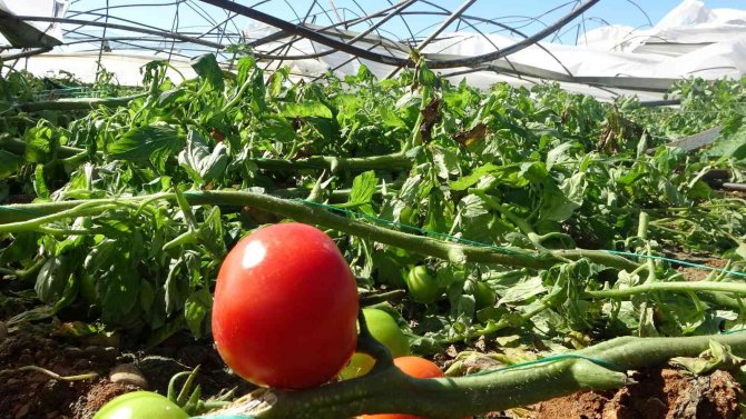 Antalya’da 10 Saniyelik Hortum Domates Serasını Yerle Bir Etti