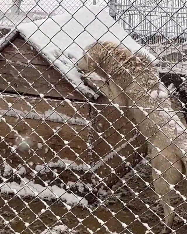 Bolu’da Köpekler Hayvan Barınağında Ölüme Terkedildi