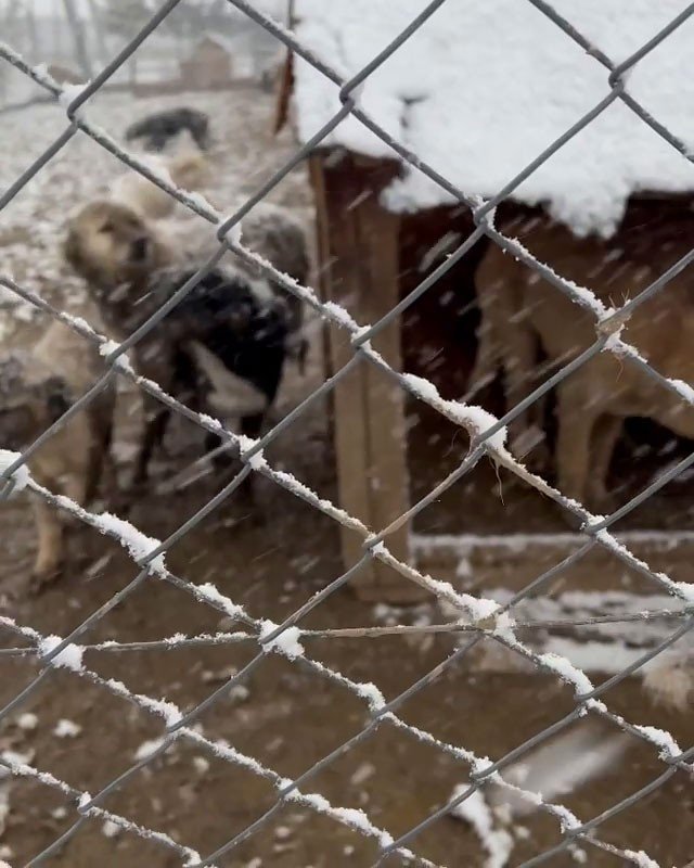 Bolu’da Köpekler Hayvan Barınağında Ölüme Terkedildi