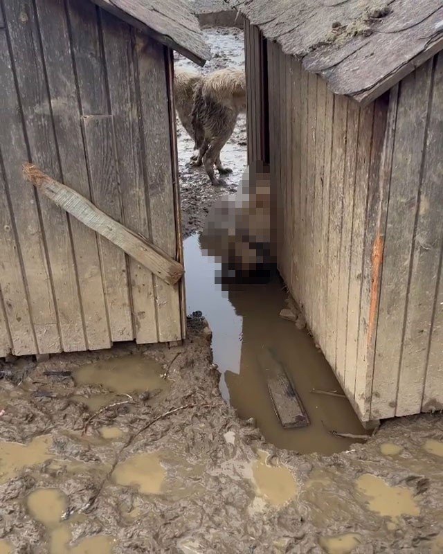 Bolu’da Köpekler Hayvan Barınağında Ölüme Terkedildi