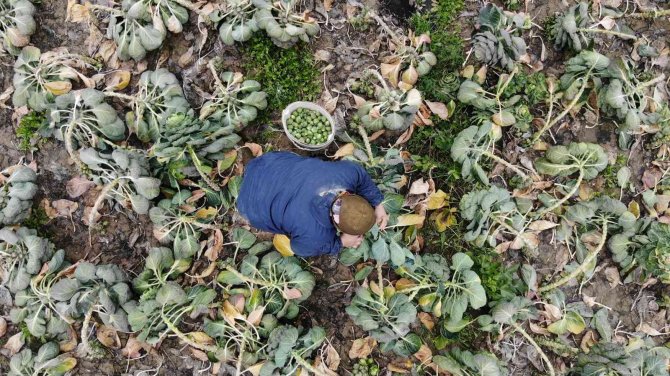 Bu Yıl Bu Sebze Eken Üreticinin Yüzü Güldü