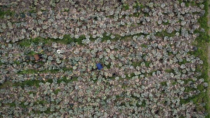 Bu Yıl Bu Sebze Eken Üreticinin Yüzü Güldü