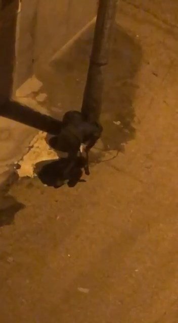 Makasla Kesti, Çöp Kovalarını Böyle Çalmaya Kalkıştı