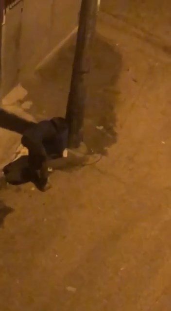 Makasla Kesti, Çöp Kovalarını Böyle Çalmaya Kalkıştı