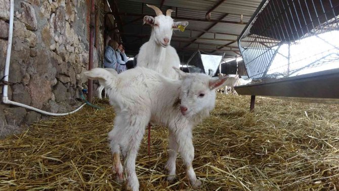 Çanakkale’de Mandıracılara Kızıp 200 Kilogram Sütü Döktüler