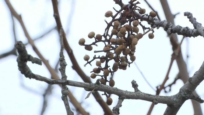 Elazığ’da ‘Çedene Kahvesinin’ Tescillenmesi Üreticiyi Sevindirdi