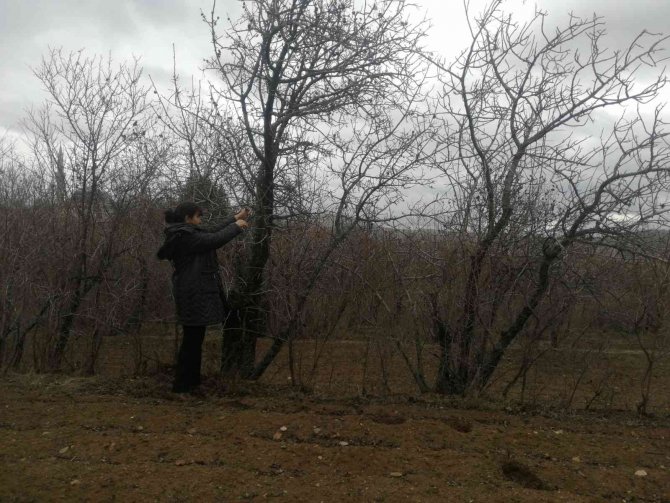 Elazığ’da ‘Çedene Kahvesinin’ Tescillenmesi Üreticiyi Sevindirdi