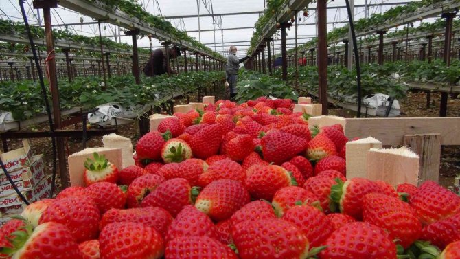 Çilek Üreticisi Rusya Ve Ukrayna Savaşından Endişeli