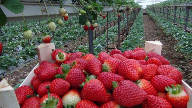 Çilek Üreticisi Rusya Ve Ukrayna Savaşından Endişeli