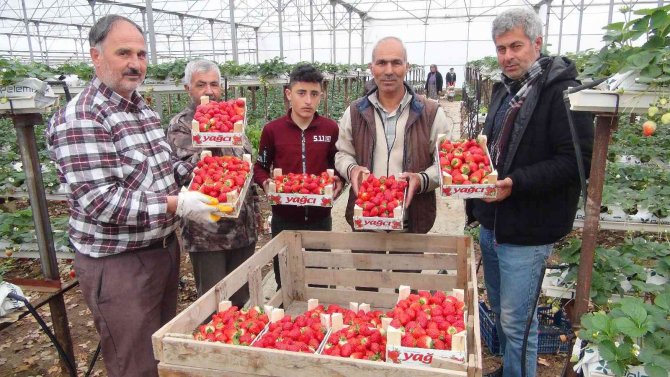 Çilek Üreticisi Rusya Ve Ukrayna Savaşından Endişeli