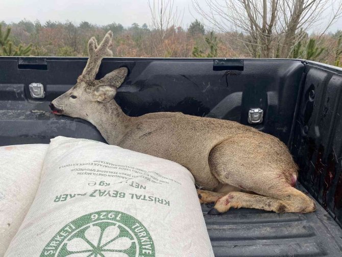 Yaralı Karaca Tedavi Altına Alındı