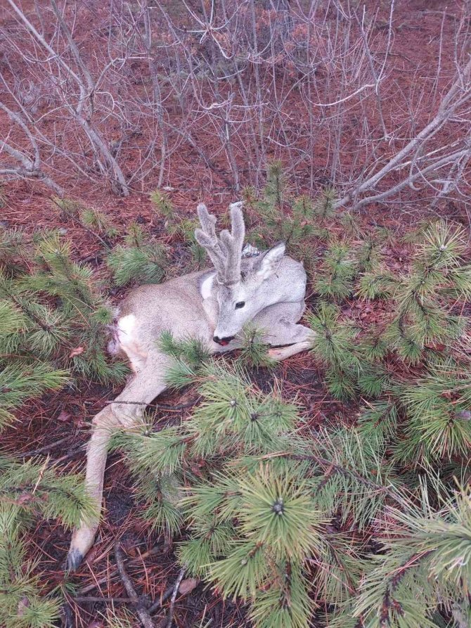 Yaralı Karaca Tedavi Altına Alındı