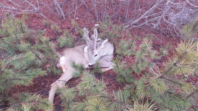 Yaralı Karaca Tedavi Altına Alındı