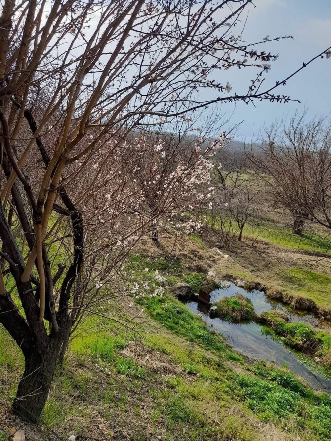 Elazığ’da Baharın Habercisi Bademler Çiçek Açtı