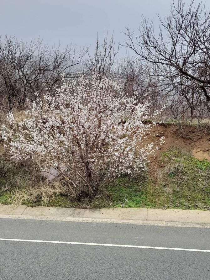 Elazığ’da Baharın Habercisi Bademler Çiçek Açtı