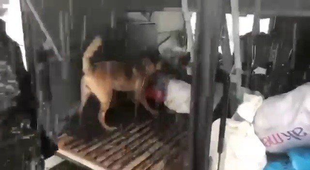 Narkotik Köpeği Eris, Erzurum’da Uyuşturucuya Geçit Vermiyor