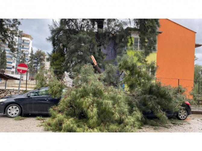 Hatay’da Fırtına Ağaçları Devirdi