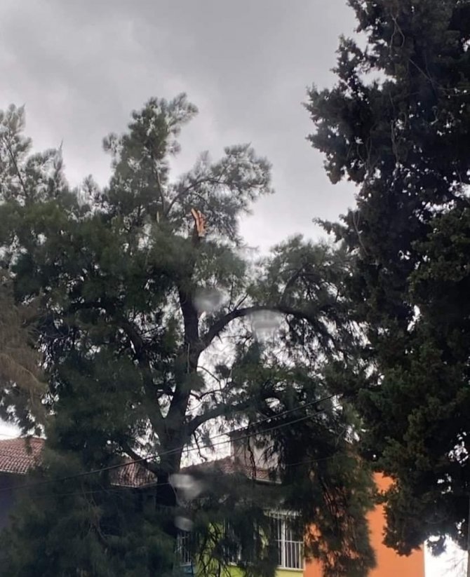 Hatay’da Fırtına Ağaçları Devirdi
