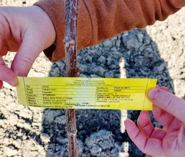 Hisarcık’ta Meyve Bahçelerinde Sertifikalı Fidan Kontrolleri