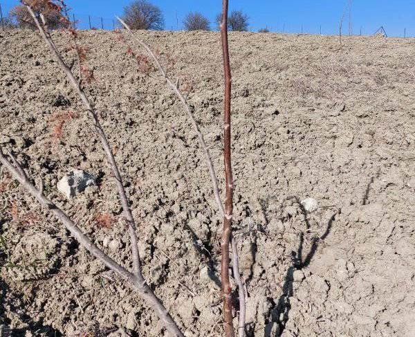 Hisarcık’ta Meyve Bahçelerinde Sertifikalı Fidan Kontrolleri