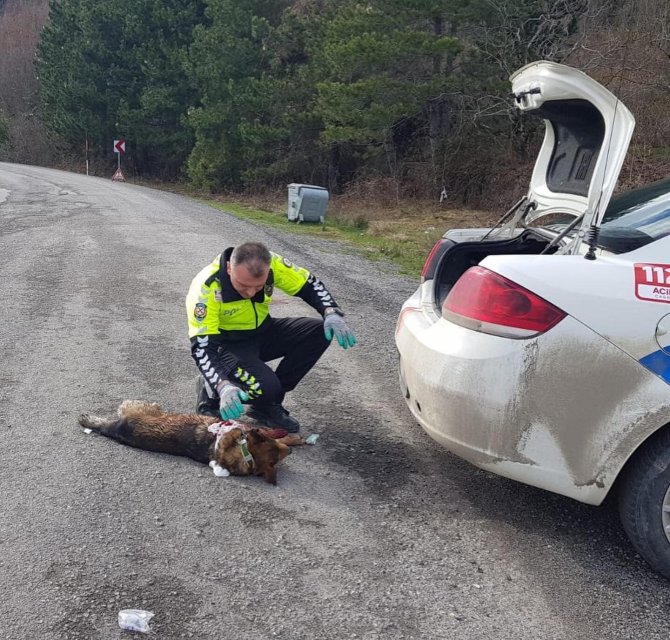 Aracın Çarptığı Köpeğe Devriye Gezen Trafik Ekipleri Sahip Çıktı