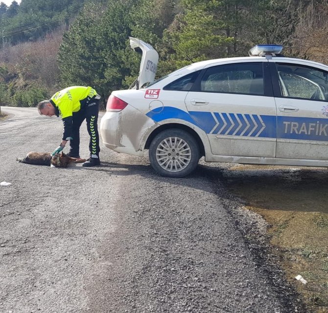 Aracın Çarptığı Köpeğe Devriye Gezen Trafik Ekipleri Sahip Çıktı