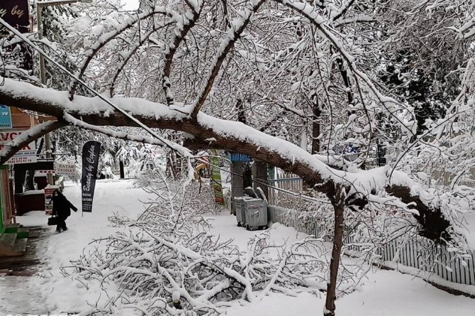 Konya’da Kar Yağışı Ağaçları Devirdi