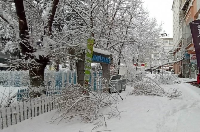 Konya’da Kar Yağışı Ağaçları Devirdi