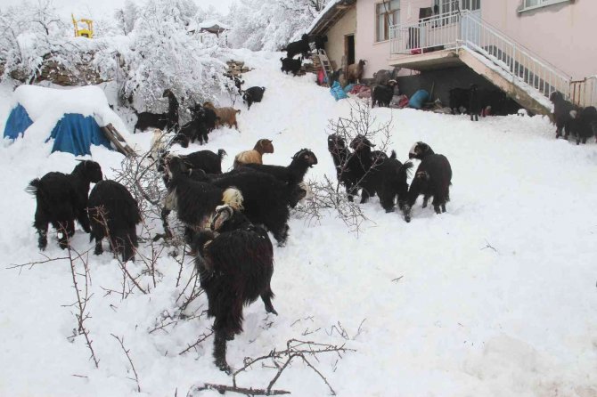 Doğal Yaşam Alanları Karla Kaplanan Dağ Keçileri, Ağaç Dallarıyla Beslendi
