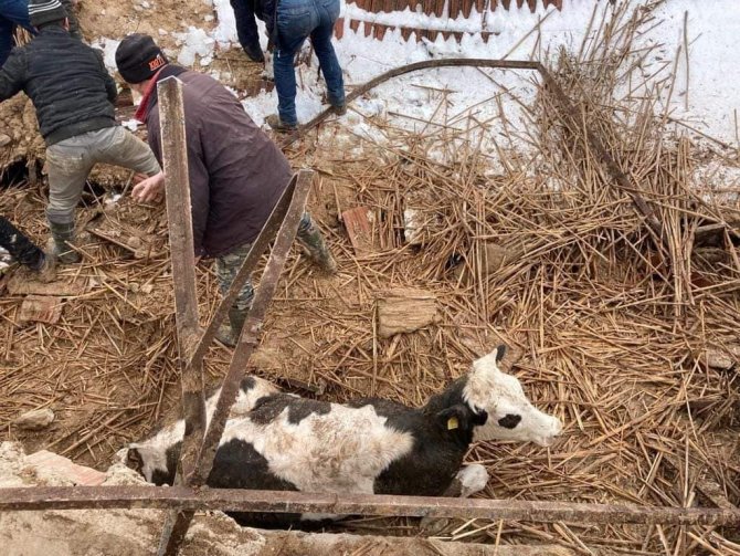Kütahya’da Çöken Ahırın Altında Kalan 15 Büyükbaş Hayvanı Köylüler Kurtardı
