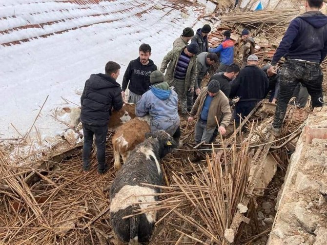 Kütahya’da Çöken Ahırın Altında Kalan 15 Büyükbaş Hayvanı Köylüler Kurtardı