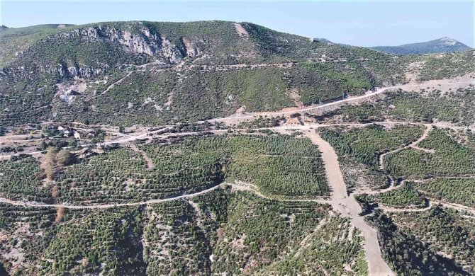 Küle Dönen Yüzlerce Hektarlık Orman Yeniden Canlandı
