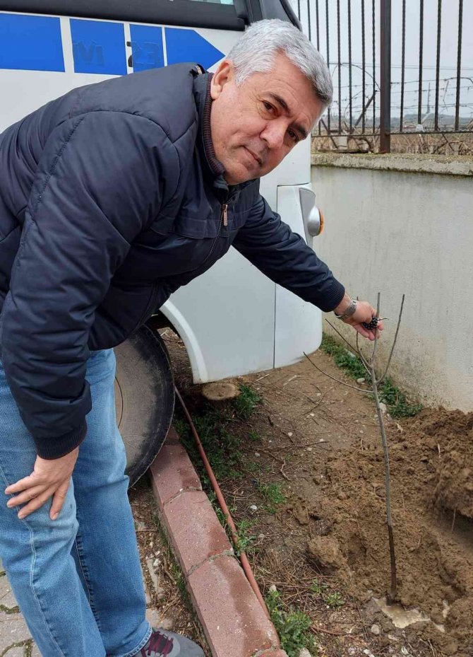 Kardeş Okula Fidan Diktiler