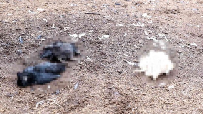 Mersin’de Köpekler Ağıldaki Kuzu Ve Tavukları Telef Etti