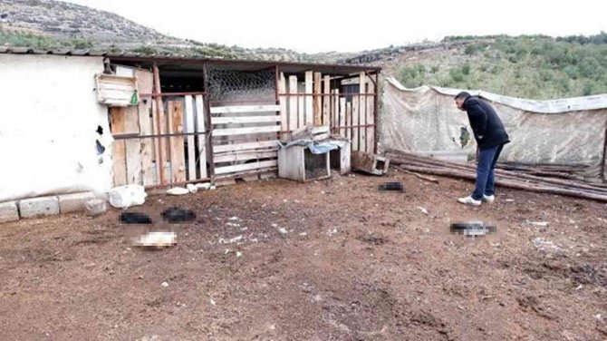 Mersin’de Köpekler Ağıldaki Kuzu Ve Tavukları Telef Etti
