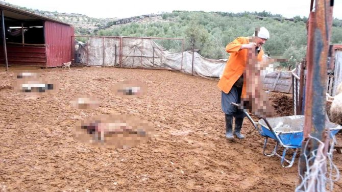 Mersin’de Köpekler Ağıldaki Kuzu Ve Tavukları Telef Etti