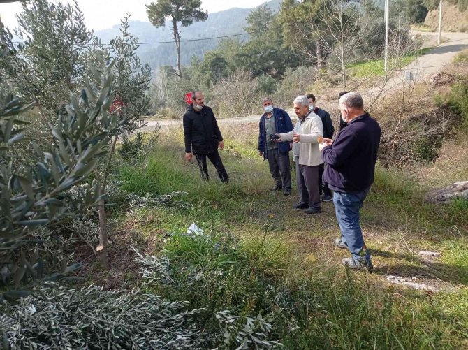 Köyceğiz’de Zeytin Üreticilerine Uygulamalı Budama Eğitimi Verildi