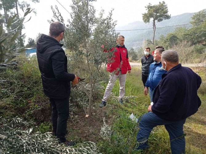 Köyceğiz’de Zeytin Üreticilerine Uygulamalı Budama Eğitimi Verildi