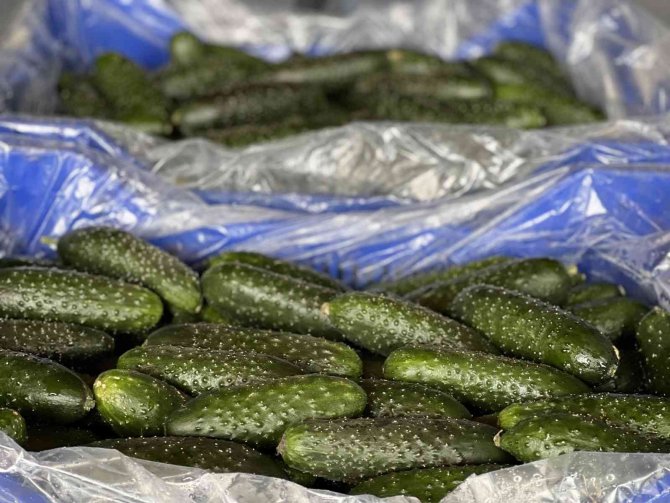 Rusya-ukrayna Savaşı Domates Ve Salatalık Fiyatlarını Düşürdü