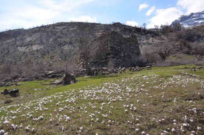 Şırnak Dağlarına Baharın Habercisi Kardelenler Çiçek Açtı