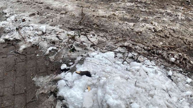 Kar Nedeniyle Direkleri Çöken Asma Ağacını Kökünden Kestiler