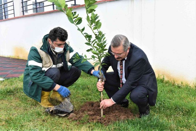 Altınordu’da Fidanlar Toprakla Buluşturuluyor