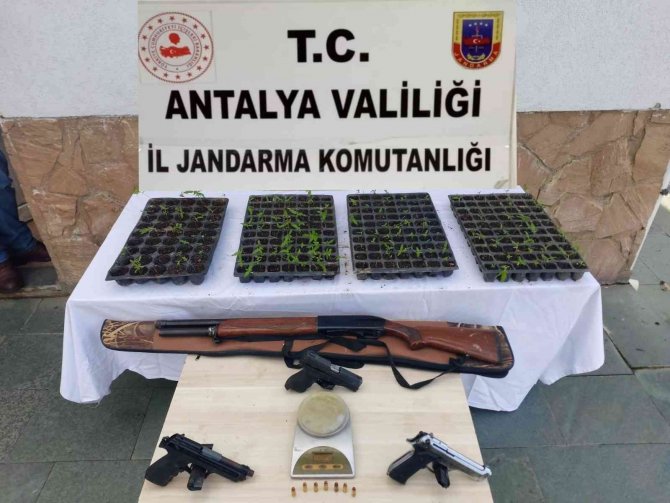 Sera İçerisinde 243 Kök Kenevir Bulundu